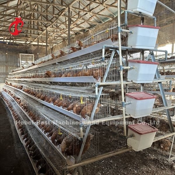160 นก ความจุ ไก่กรง 4 ชั้น พร้อมติดตั้งวีดีโอ ส่งกรงไก่ Emily Wang