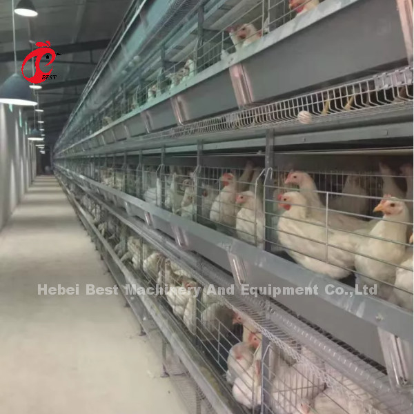 ระบบกรงแบตเตอรี่ไก่รุ่นใหม่ที่มี H แบบการออกแบบอัตโนมัติ