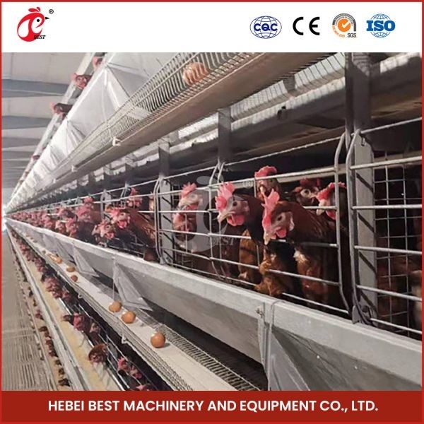 พลาสติกหรือโลหะ Feeder ช่อง ระบบกรงการเลี้ยงนกไก่สําหรับการเลี้ยงประสิทธิภาพสูง Mia