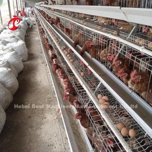 ระบบอาหารอัตโนมัติ ไก่ไก่ แบตเตอรี่ชั้นกรง A แบบ Ada