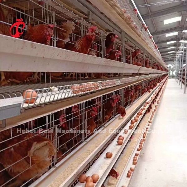 การออกแบบใหม่ ระบบกรงไก่อัตโนมัติชนิด H 96-200 นก ความจุสําหรับการเลี้ยงไก่