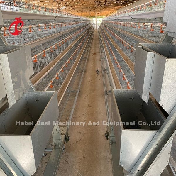 16 สัปดาห์ ไก่วางไข่ ไก่ A หรือ H กรอบ กรงชั้นอัตโนมัติ 15000 นก Emily