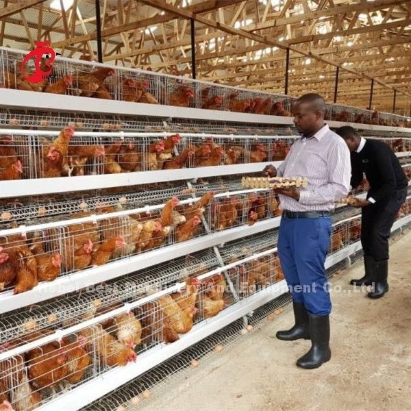 กรงไก่เนื้อแบบกรงเลี้ยงไก่เนื้อ ISO14001 Doris