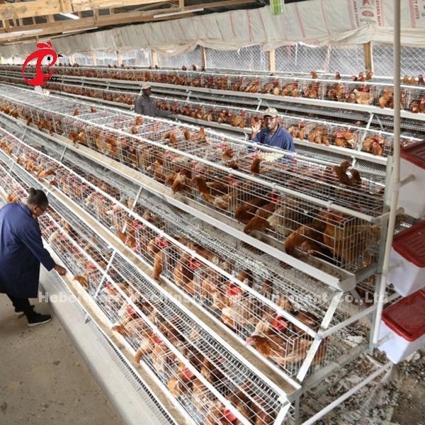 กรงเพาะพันธุ์แบตเตอรี่ ISO, กรงไก่ 3 ชั้นสำหรับฟาร์มสัตว์ปีก Iris